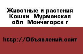 Животные и растения Кошки. Мурманская обл.,Мончегорск г.